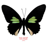 Parides sesostris (Peru) - male A-